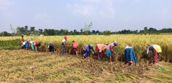 खाद्यले किन्यो किसानको साढे दुई हजार क्वीन्टल धान 